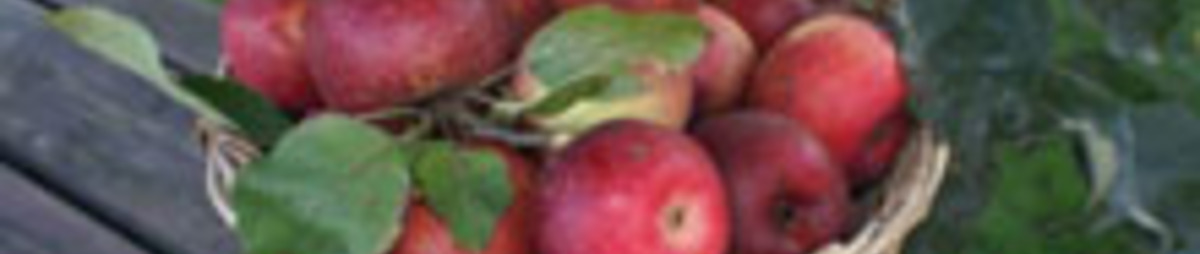 fruit.jpg