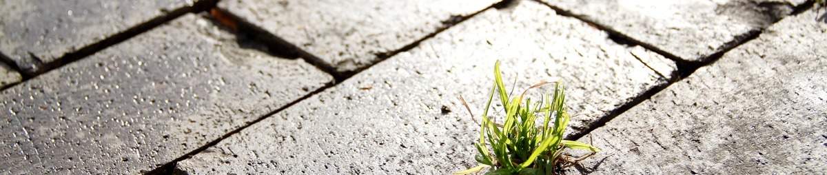 street-675224_1920.jpg