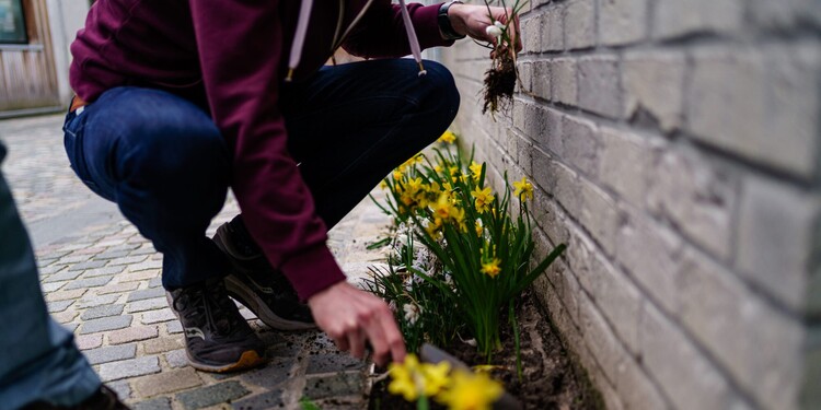 Een inwoner van Mechelen plant een tegeltuin